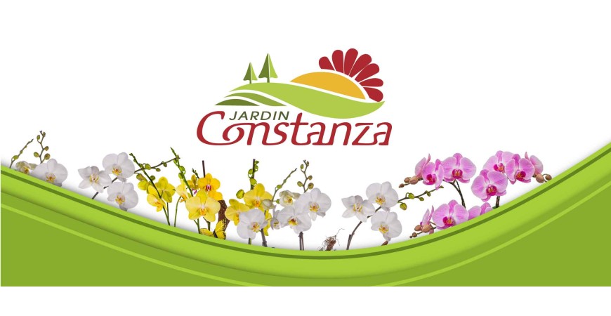 Como adquirir flores