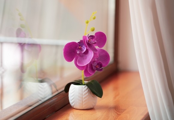 3 curiosidades sobre las orquídeas