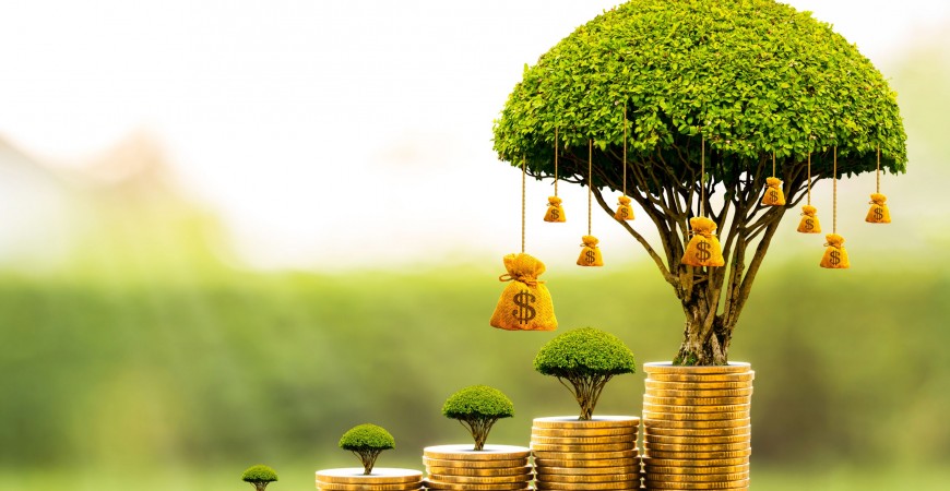 El Árbol de la Abundancia: la planta que para atraer prosperidad
