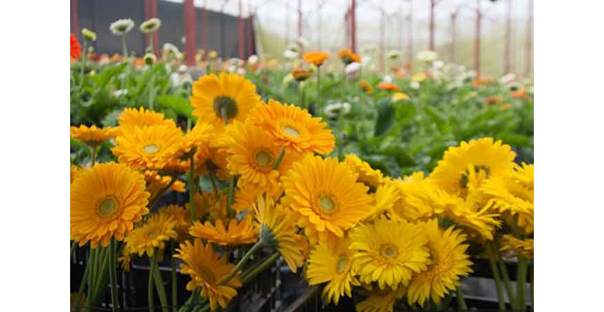 Por qué consumir productos locales 