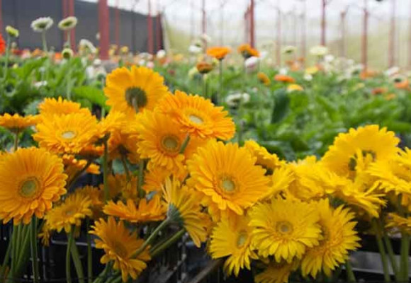 Por qué consumir productos locales 