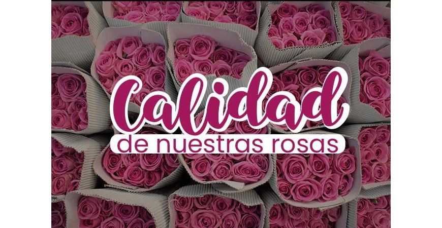 La calidad de las rosas de Jardín Constanza 