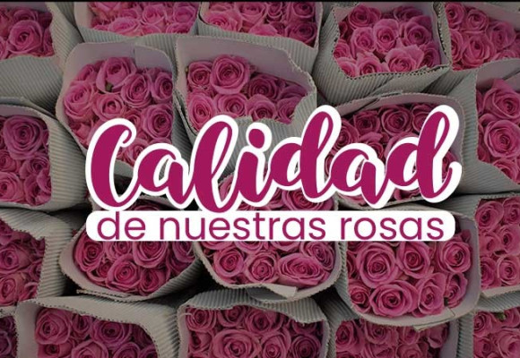 La calidad de las rosas de Jardín Constanza 