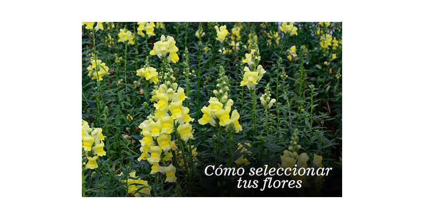 Cómo seleccionar tus flores