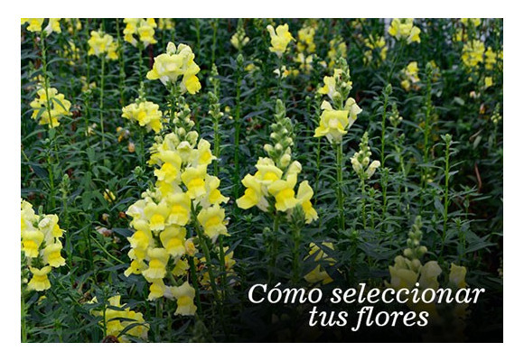 Cómo seleccionar tus flores
